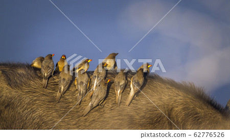 Yellow billed Oxpecker in Kruger National park, Yellow billed Oxpecker in Kruger National park, 62776526