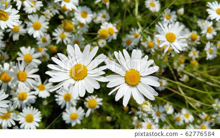 Beautiful daisies in a summer field 62776584