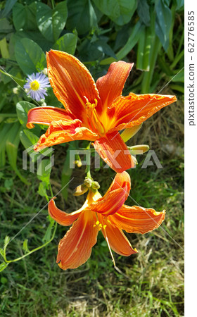 Beautiful bright orange day-lily on a sunny summer 62776585