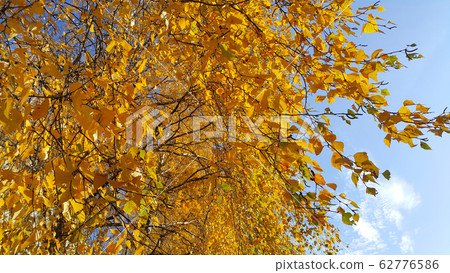 Branches of autumn birch tree with yellow leaves 62776586