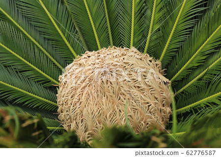 Female cone and foliage of cycas revoluta 62776587