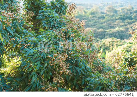 Longan orchards - Tropical fruits young longan in 62776641