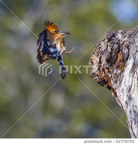 African hoopoe in Kruger National park, South 62776702