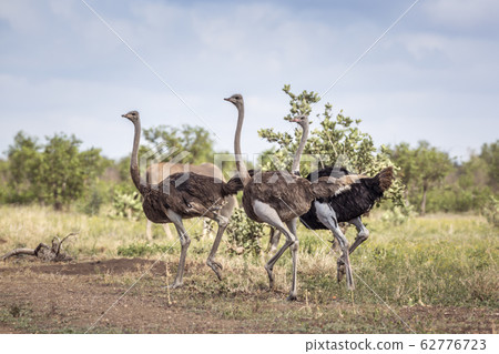 African Ostrich in Kruger National park, South African Ostrich in Kruger National park, South 62776723