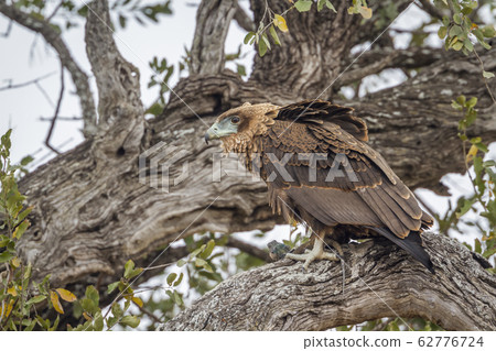Bateleur Eagle in Kruger National park, South 62776724
