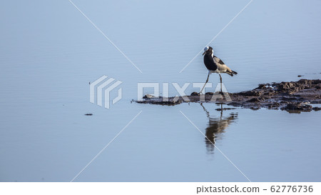Blacksmith Lapwing in Kruger National park, South 62776736