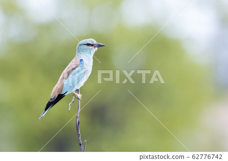 European Roller in Kruger National park, South European Roller in Kruger National park, South 62776742