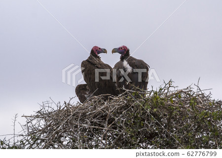 Lappet faced Vulture in Kruger National park, Lappet faced Vulture in Kruger National park, 62776799