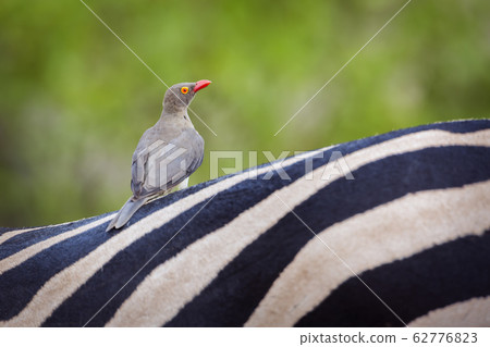 Red billed Oxpecker in Kruger National park, South 62776823
