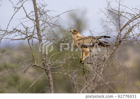 Wahlberg Eagle in Kruger National park, South Wahlberg Eagle in Kruger National park, South 62776831