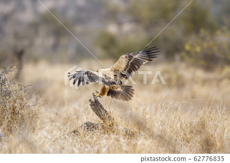 Wahlberg  Eagle in Kruger National park, South 62776835