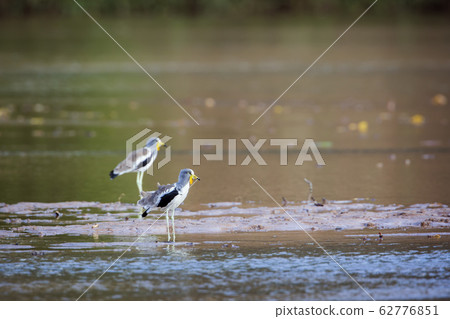 White headed Lapwing in Kruger National park, White headed Lapwing in Kruger National park, 62776851