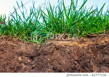 Topsoil with grass Topsoil with grass 62777236