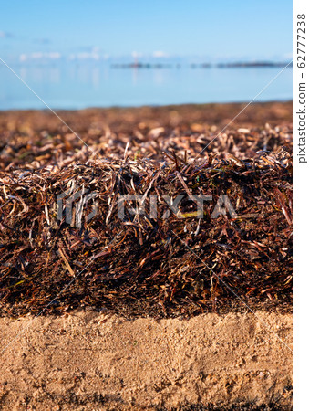 Beach soil covered by washed on algae Beach soil covered by washed on algae 62777238