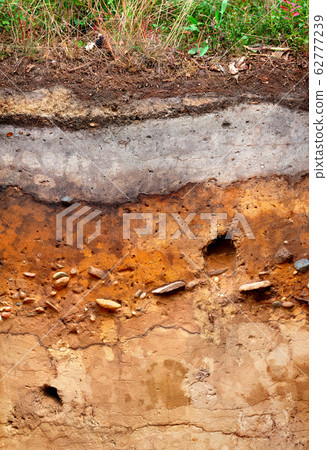 Soil profile of a Podzol or Spodosol. The organic layer has been disturbed during forestry work. The layers below are formed from glacial till. 62777239