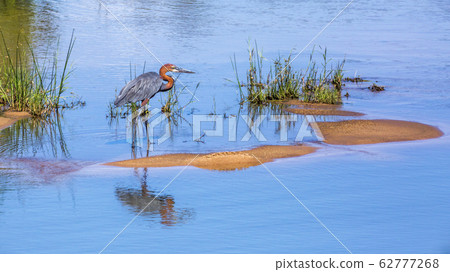 Goliath heron in Kruger National park, South Goliath heron in Kruger National park, South 62777268