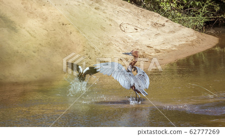 Goliath heron in Kruger National park, South 62777269