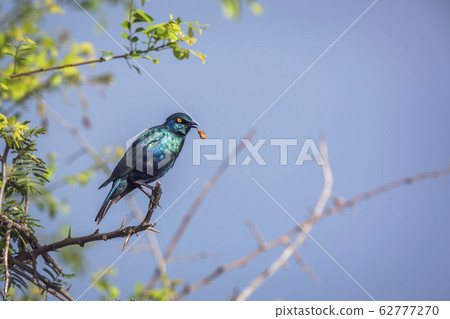 Greater Blue eared Glossy Starling in Kruger 62777270