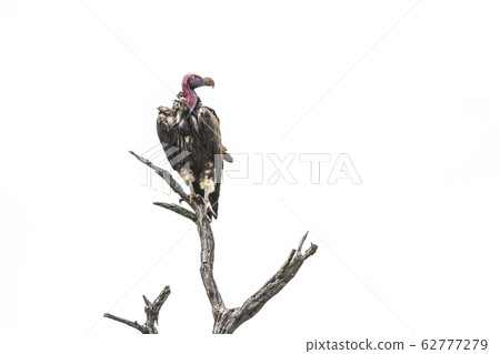Lappet faced Vulture in Kruger National park, 62777279