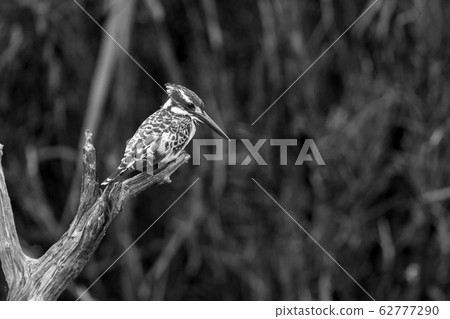 Pied kingfisher in Kruger National park, South 62777290