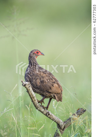 Swainson Spurfowl in Kruger National park, South 62777303
