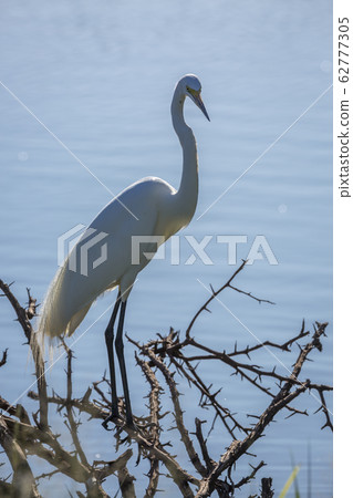 Western great egret in Kruger National park, South Africa 62777305