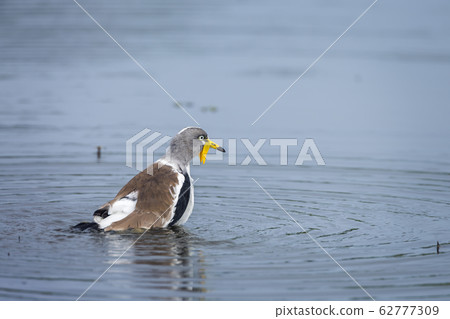 White headed Lapwing in Kruger National park, White headed Lapwing in Kruger National park, 62777309