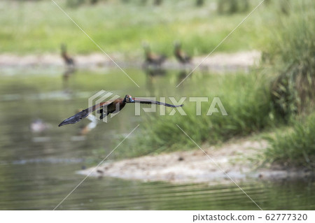 White faced Whistling Duck in Kruger National White faced Whistling Duck in Kruger National 62777320