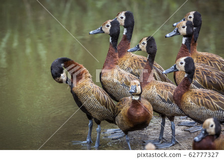 White faced Whistling Duck in Kruger National White faced Whistling Duck in Kruger National 62777327