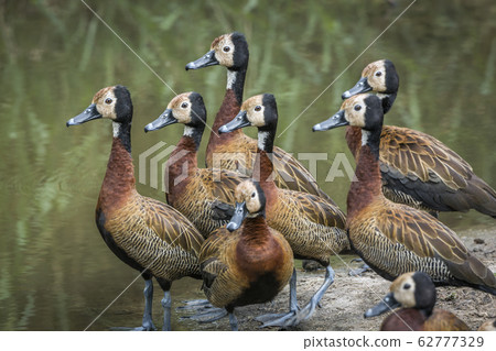 White faced Whistling Duck in Kruger National White faced Whistling Duck in Kruger National 62777329