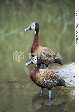 White faced Whistling Duck in Kruger National White faced Whistling Duck in Kruger National 62777332
