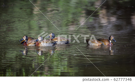 White faced Whistling Duck in Kruger National White faced Whistling Duck in Kruger National 62777346