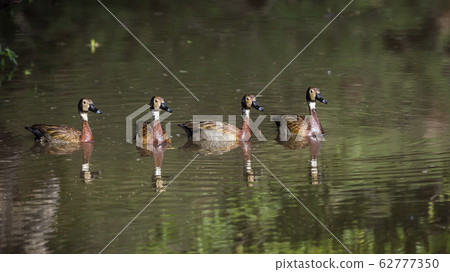 White faced Whistling Duck in Kruger National White faced Whistling Duck in Kruger National 62777350
