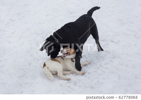 Jack russell terrier and labrador retriever puppy. Jack russell terrier and labrador retriever puppy. 62778068
