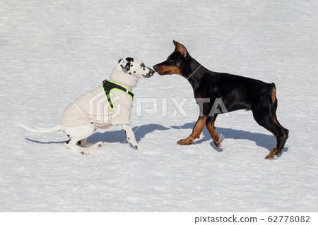 can a doberman pinscher live in brunei