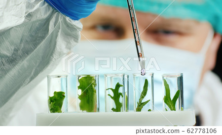 Scientist conducts research with plants in lab 62778106
