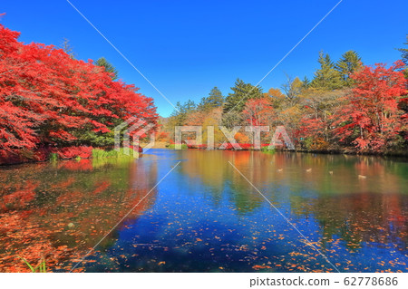 [Nagano Prefecture] Autumn leaves of Kumoba Pond (Karuizawa) 62778686