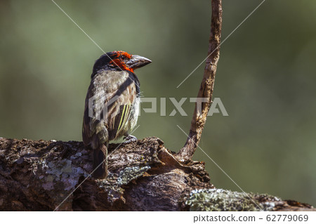 Black collared Barbet in Kruger National park, 62779069