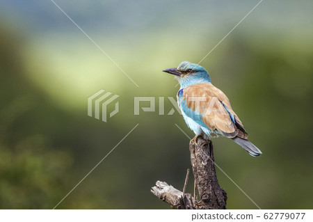 European Roller in Kruger National park, South European Roller in Kruger National park, South 62779077