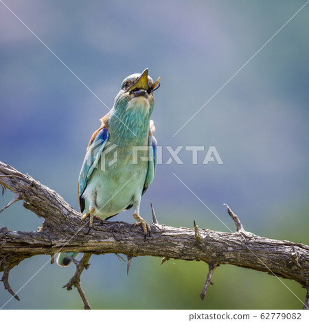 European Roller in Kruger National park, South 62779082