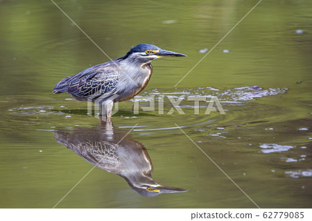 Green backed heron in Kruger National park, South Green backed heron in Kruger National park, South 62779085