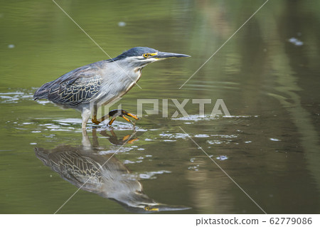 Green backed heron in Kruger National park, South 62779086