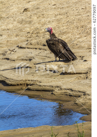 Lappet faced Vulture in Kruger National park, Lappet faced Vulture in Kruger National park, 62779097