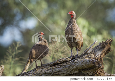 Swainson Spurfowl in Kruger National park, South 62779136