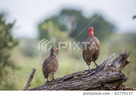 Swainson Spurfowl in Kruger National park, South 62779137