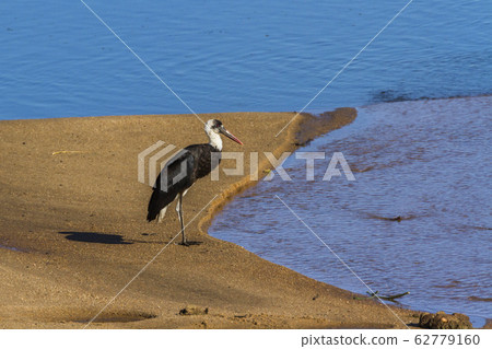 Woolly necked stork in Kruger National park, South 62779160