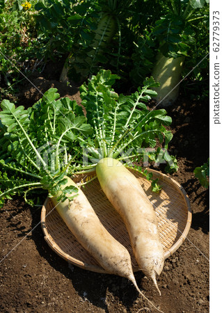 Japanese radish Japanese radish 62779373