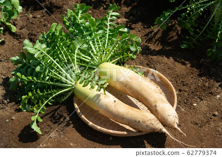 Japanese radish 62779374