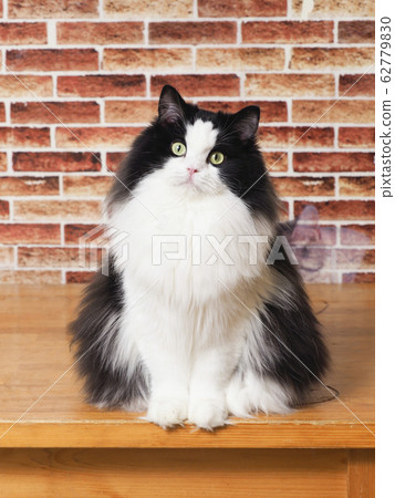 Minuet Meg on the table 62779830