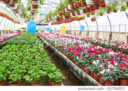 interior of an industrial greenhouse in which 62780051